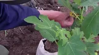 Огляд саджанців інжиру 2023р