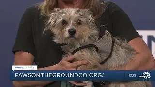 This sweet, snuggly boy is searching for a home