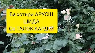 ШАХ МАХКУЛМ НАШИД🤷‍♀️.БА СЕ БАЧАТ КАБУЛТ МЕКНМ ГУФТ😱.