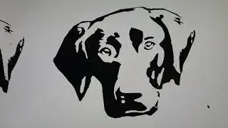 79  dogs