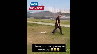собака на поводке