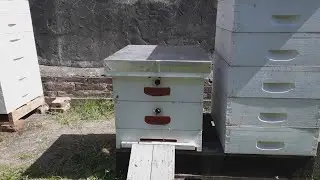 Странная ситуация на пасеке // Пчеловодство Аргентины