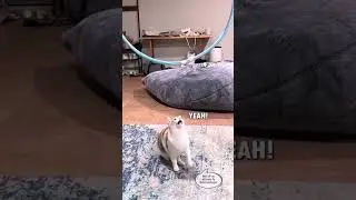 Cats in a Nutshell