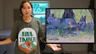 Maya reveals the sad discovery about the wolfdogs at Alveus..