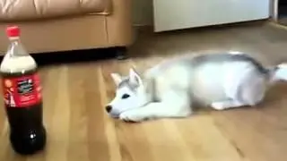 Прикольная собака и кока кола, ржака полная прикол