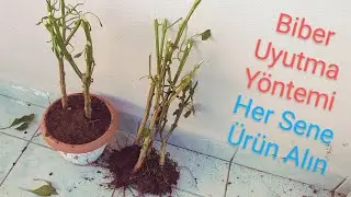 Biber Uyutma Yöntemi / Biberleriniz Her Yıl Ürün Versin.   #keşfet