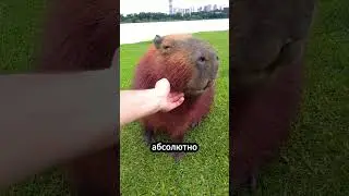 Секреты крупнейшего грызуна в мире – капибары! 
