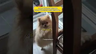 Прошу, не ведитесь на это🙏🏼 #шпиц #померанскийшпиц #pets #смешноевидео #pomeranian #шпицмини