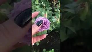 Кордес Новалис