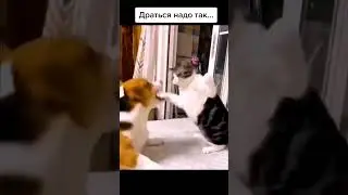 Кот показывает, как правильно бить | #Shorts