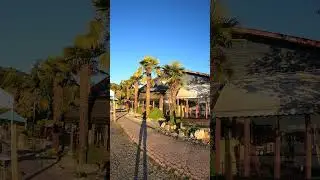 Trachycarpus Palm tree grove of Male & Female trees  #palmtree