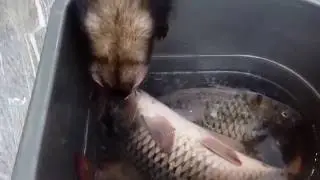 Ferret fish