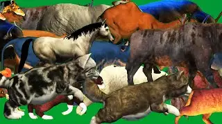 Animals Stampede  Running and Walking Green Screen Blue Screen Black Screen Best HD  Video