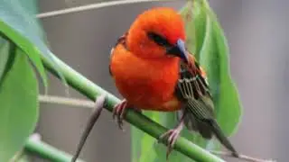 Vogel sound