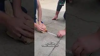 Truth Behind Hypnotize Chicken