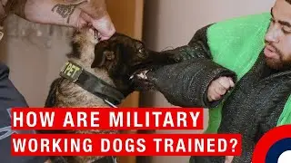 How are military working dogs trained?