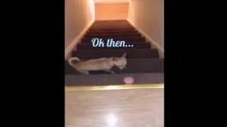 Chihuahua Amuses Itself With Its Ball !