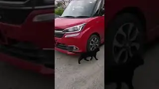 Кошак трётся возле бандита)))