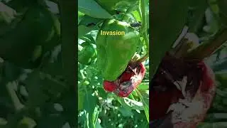31/08/24 viterbese sotto attacco...il verde perde contro le aliene.....l'invasione continua👽👽