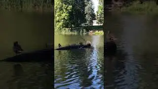 #жизнь #диких #уток #ducks #рекомендации