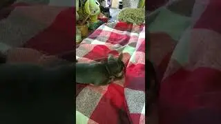 Чихуахуа загрыз льва
