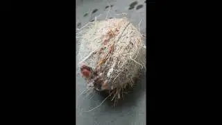 How To Export Dry Coconut From India || Start Export Business from India – Step by Step