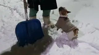Французский бульдог и снегопад в суровом Подмосковье