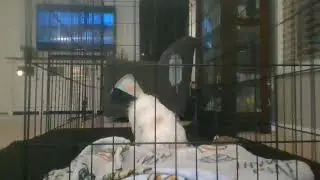 Ellie's Sick Day