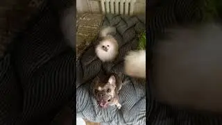 ТАНЦУЮЩИЕ СОБАКИ  #shorts #собака #dog #top #шпиц  #шпиц  #шпицуля  #щенки #щенкишпица   #бульдога
