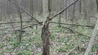 Possible Bigfoot Structure