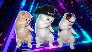 Cute Kittens Dancing to Chipi Chipi Chapa Chapa