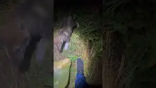 Щенок,скоро расскажу что с ним сейчас