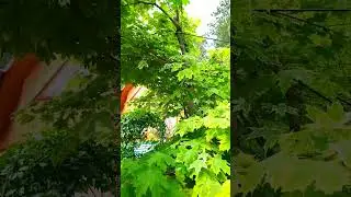 Клён  "Друммонди" украшение моего сада.
