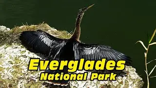Everglades National Park: Un Tesoro Natural en el Corazón de Florida