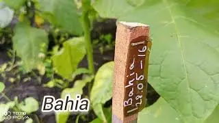 Табак Bahia, Бамбук 22.08.24г.