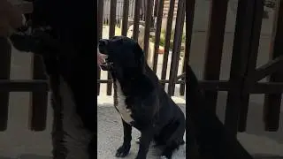ДЕДУШКА ДЛЯ  ВСЕХ