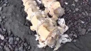 Is This Part of a Whale's Spine?