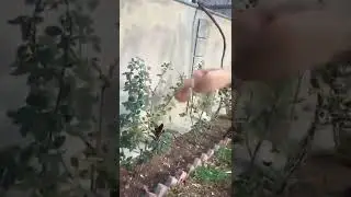 Птица Тбилиси