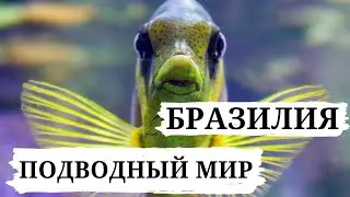 БРАЗИЛИЯ И ЕЕ ПОДВОДНЫЙ МИР