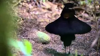 Райские птицы Новой Гвинеи