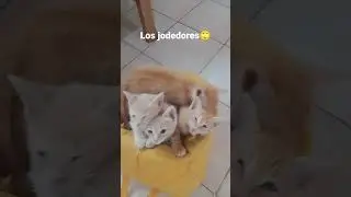 8 de noviembre de 2022