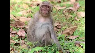 Amber want to cry cos jealous her brother Angkor daily​​​ 1634
