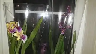 Orchids. Miltonia. Cambria. Leroy Merlin. My new arrivals. My orchids.