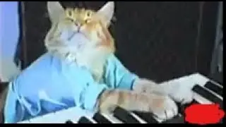 Charlie Schmidt's Keyboard Cat! - THE ORIGINAL!