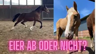 Lohnt sich eine Körvorbereitung für die Babyponys? Update von den Babyponys I LILGRO
