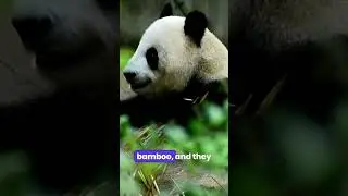 Unbelievable Panda Facts: Secrets of the World's Cutest Bears 8K ULTRA HD #PANDA #ANIMAL #KINGDOM