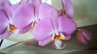 THREE SUICIDE ORCHIDS))) MY BEAUTIES ❣️😍❤️👍