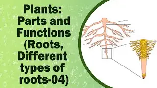 Plants: Parts and Functions (Roots,Different types of roots-04)