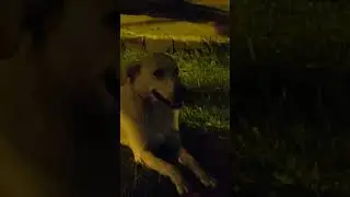Sucukları o yedi ekmekleri biz☺️ #dog #dogs