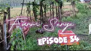 Farm Serye Episode 34 malapit ng mapuno Ng tubig ang Fishpond #becomingfarmer